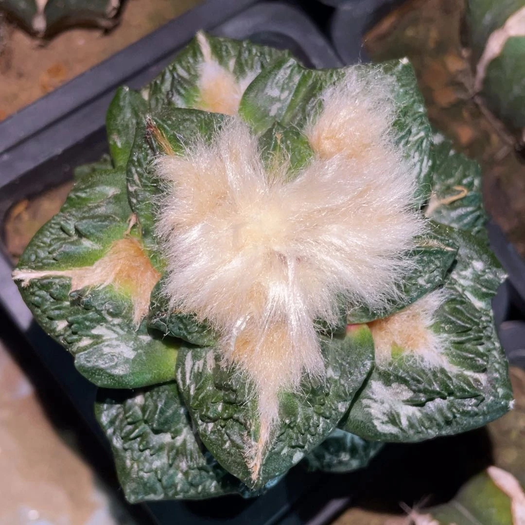 雪顶宽犹龟甲怒 仙人球