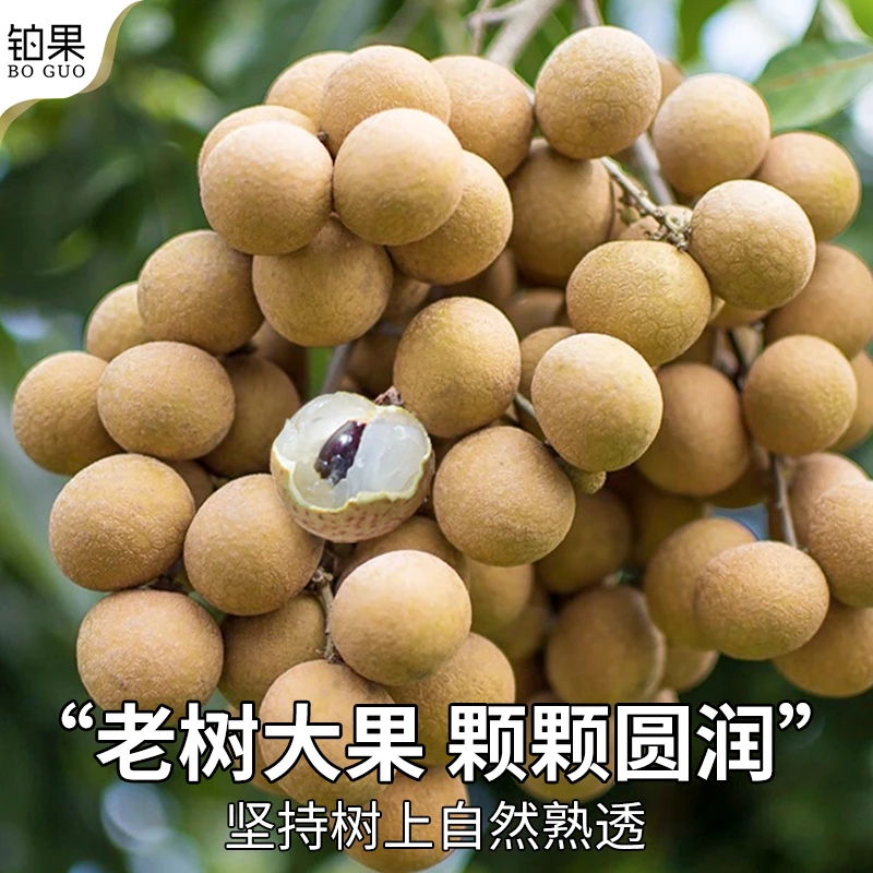 【顺丰助农】龙眼新鲜水果现摘老树果草埔石硖储良桂圆整箱
