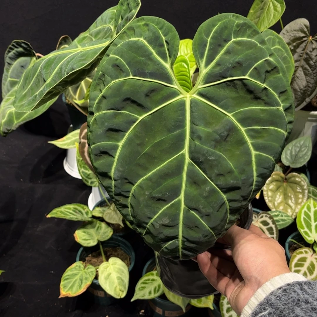 不开花植物帝王花烛