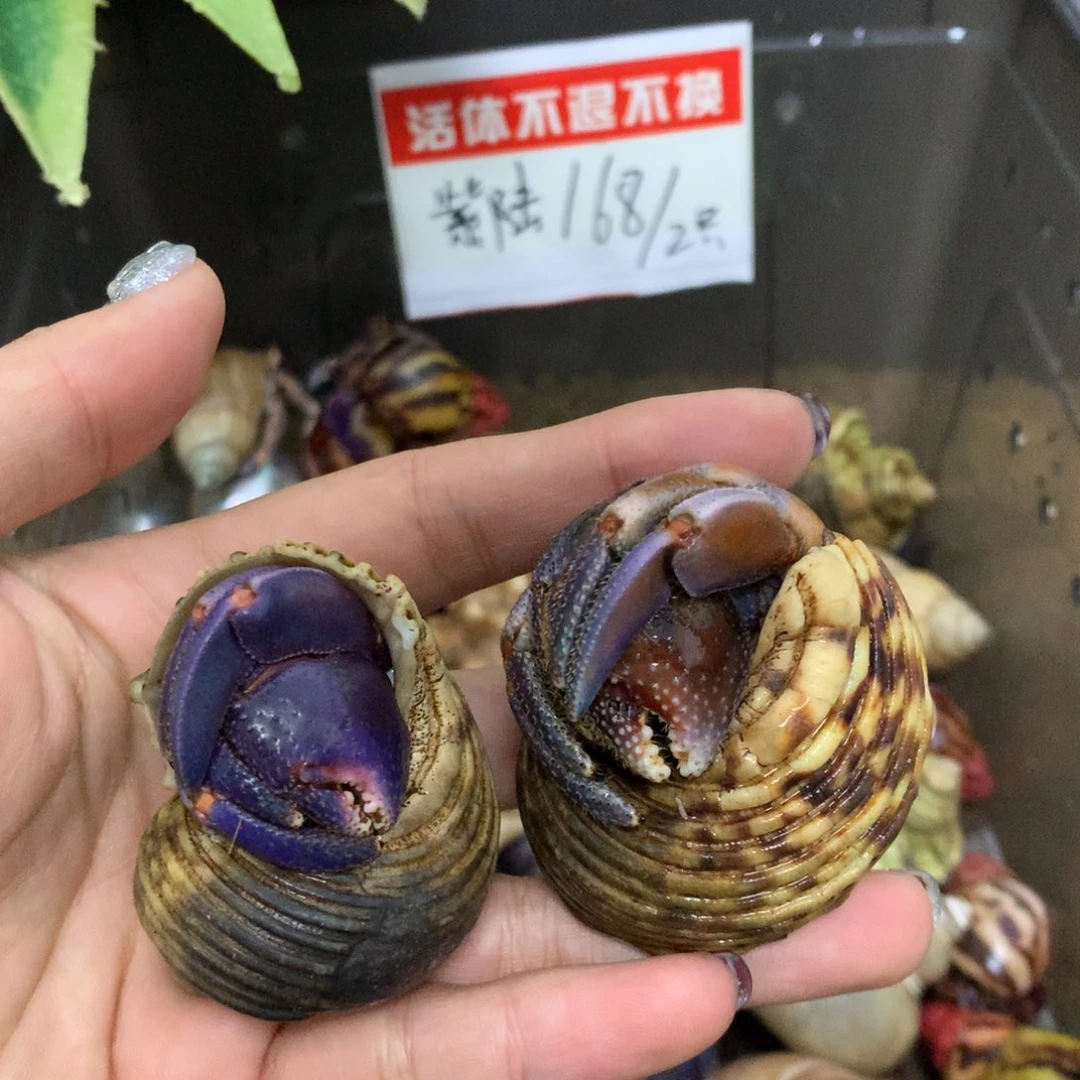 季***总2只寄居蟹出售，不退不换