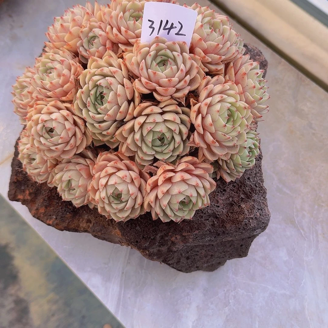 Ꮺ****¾3142本巴多肉植物