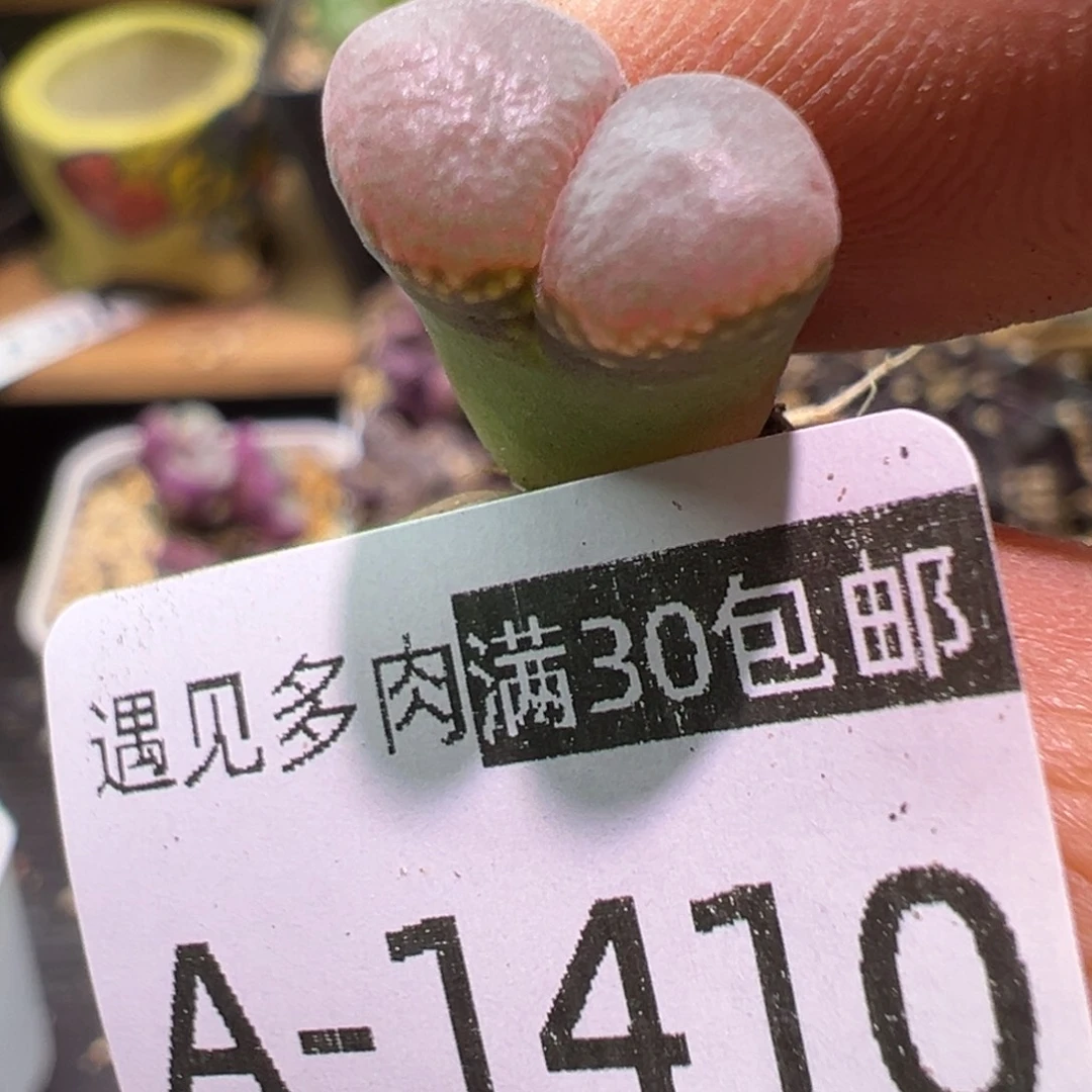 多肉植物11111111111