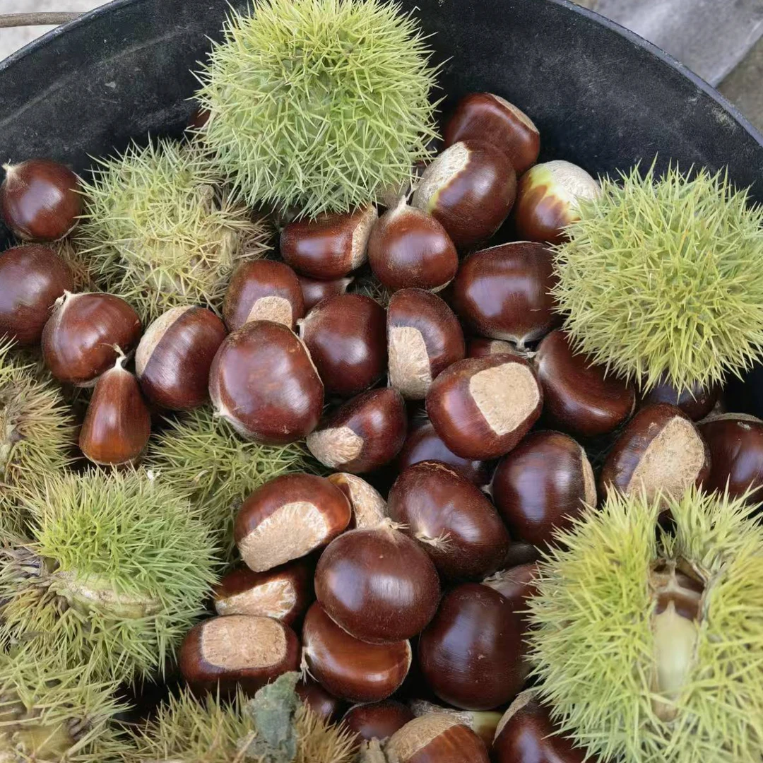 正宗燕山板栗新鲜粉糯香甜颗粒饱满圆润皮薄易剥
