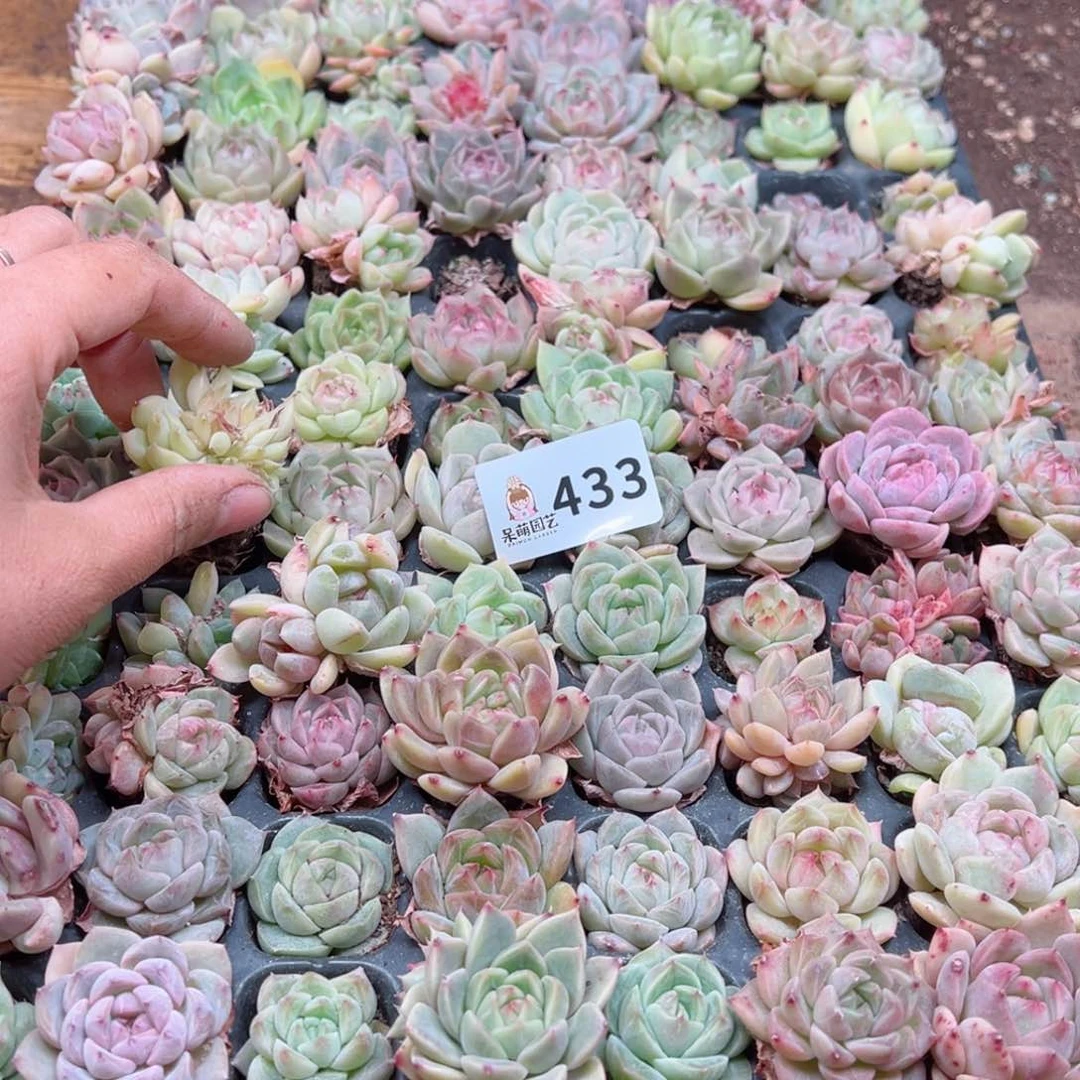 多肉植物多肉植物