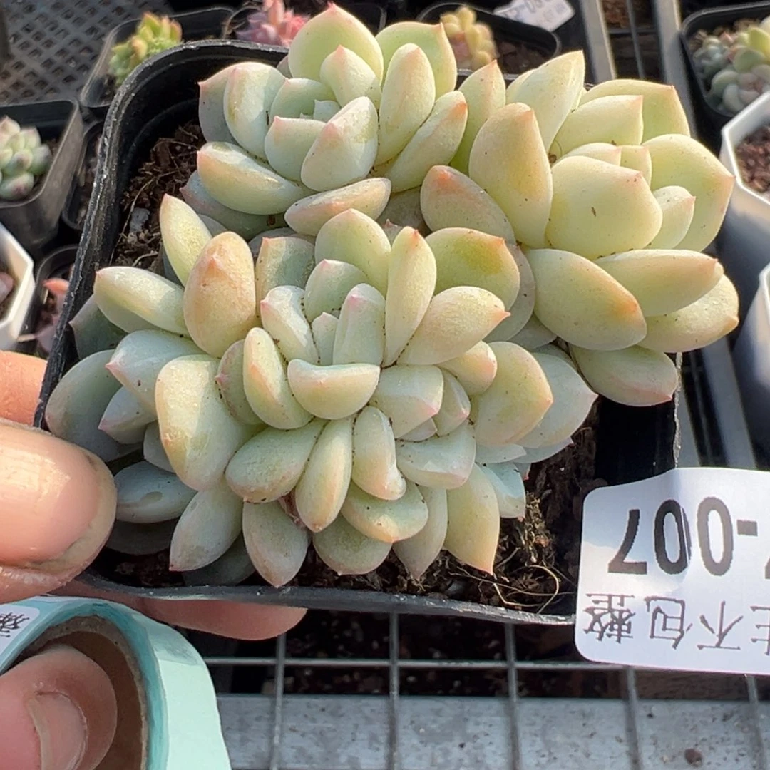 小卡拉米糖心一物一拍17-7