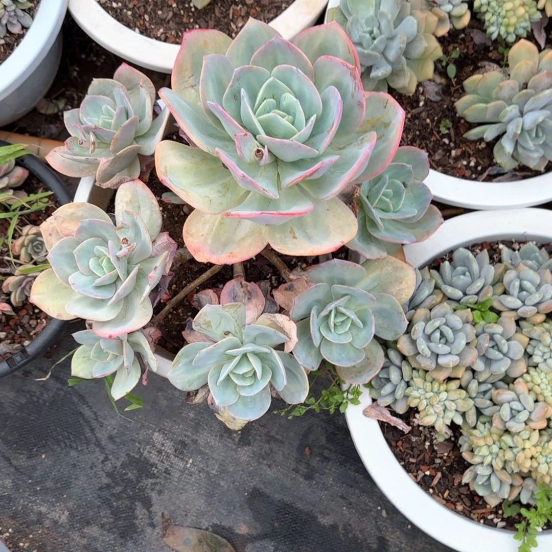 多肉植物多肉植物