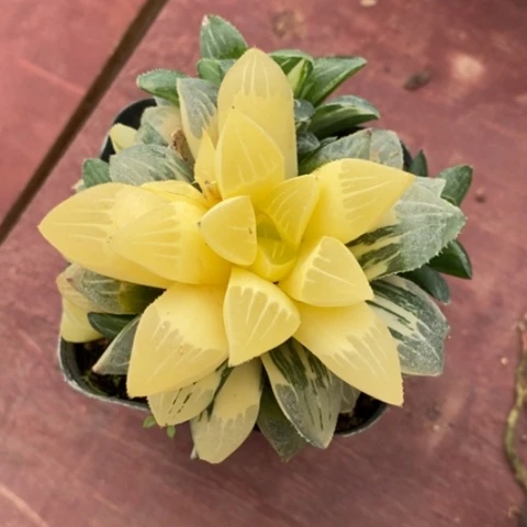 玉露锦群8仙人球