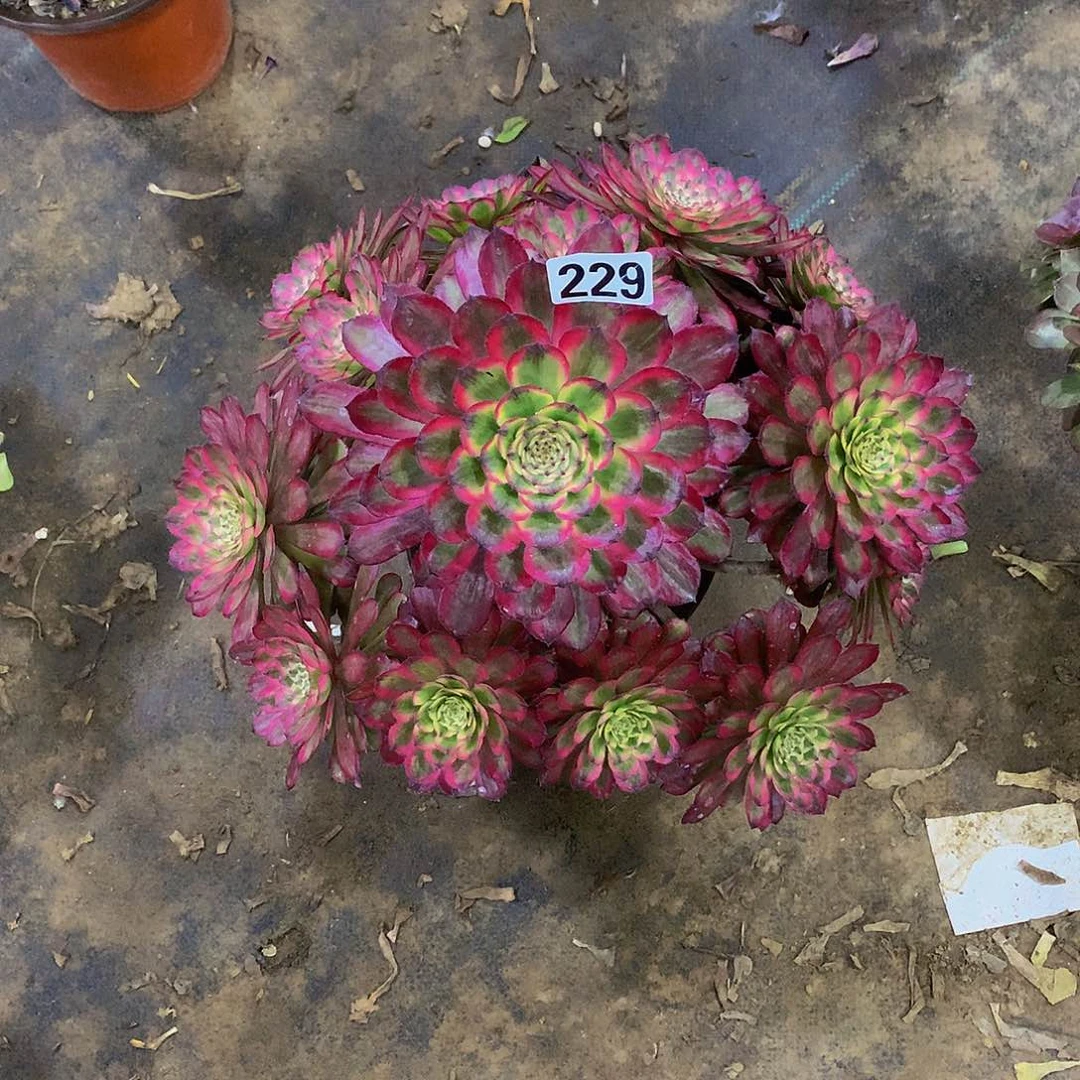 豆**爸229花8888888888