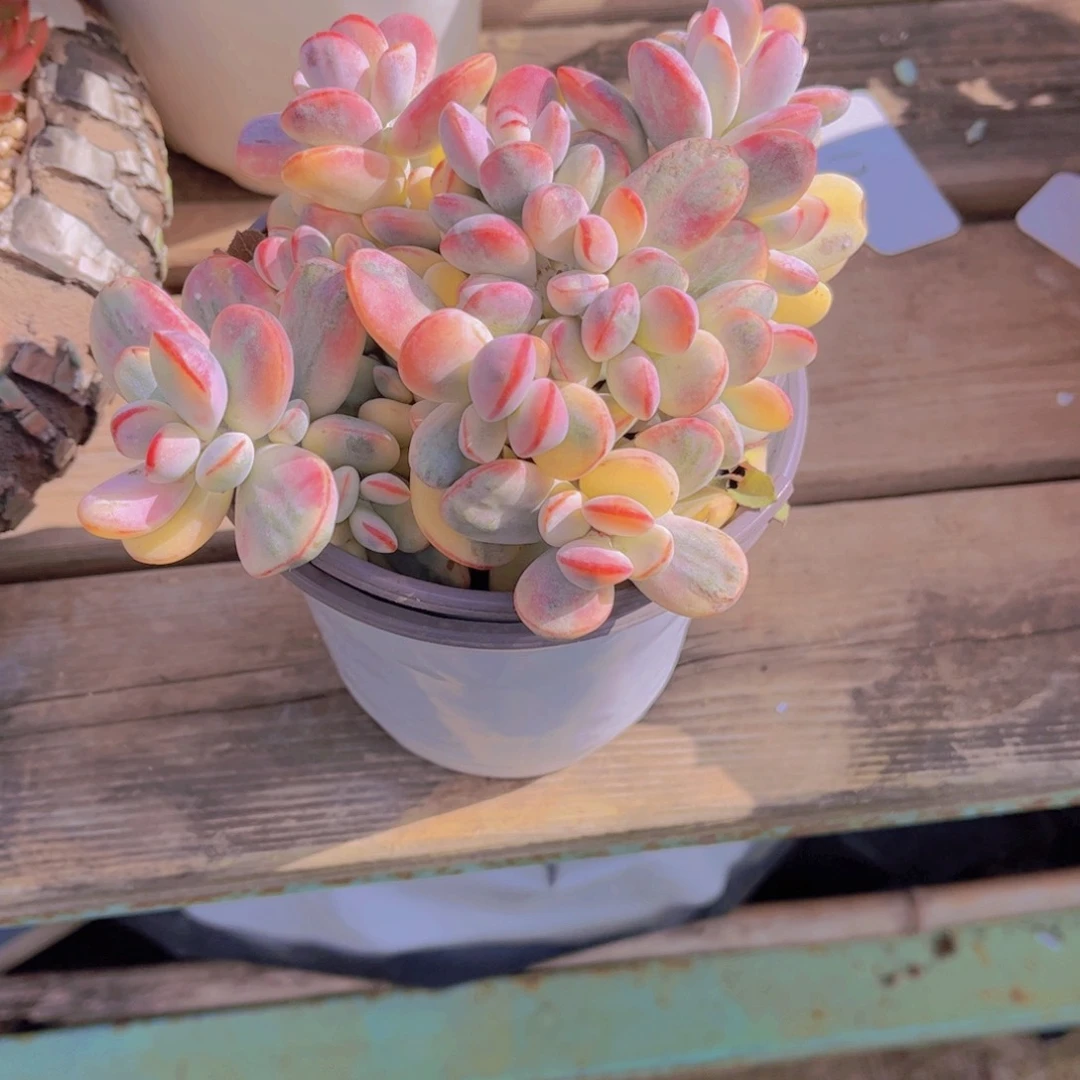 遂**姐多肉88888888