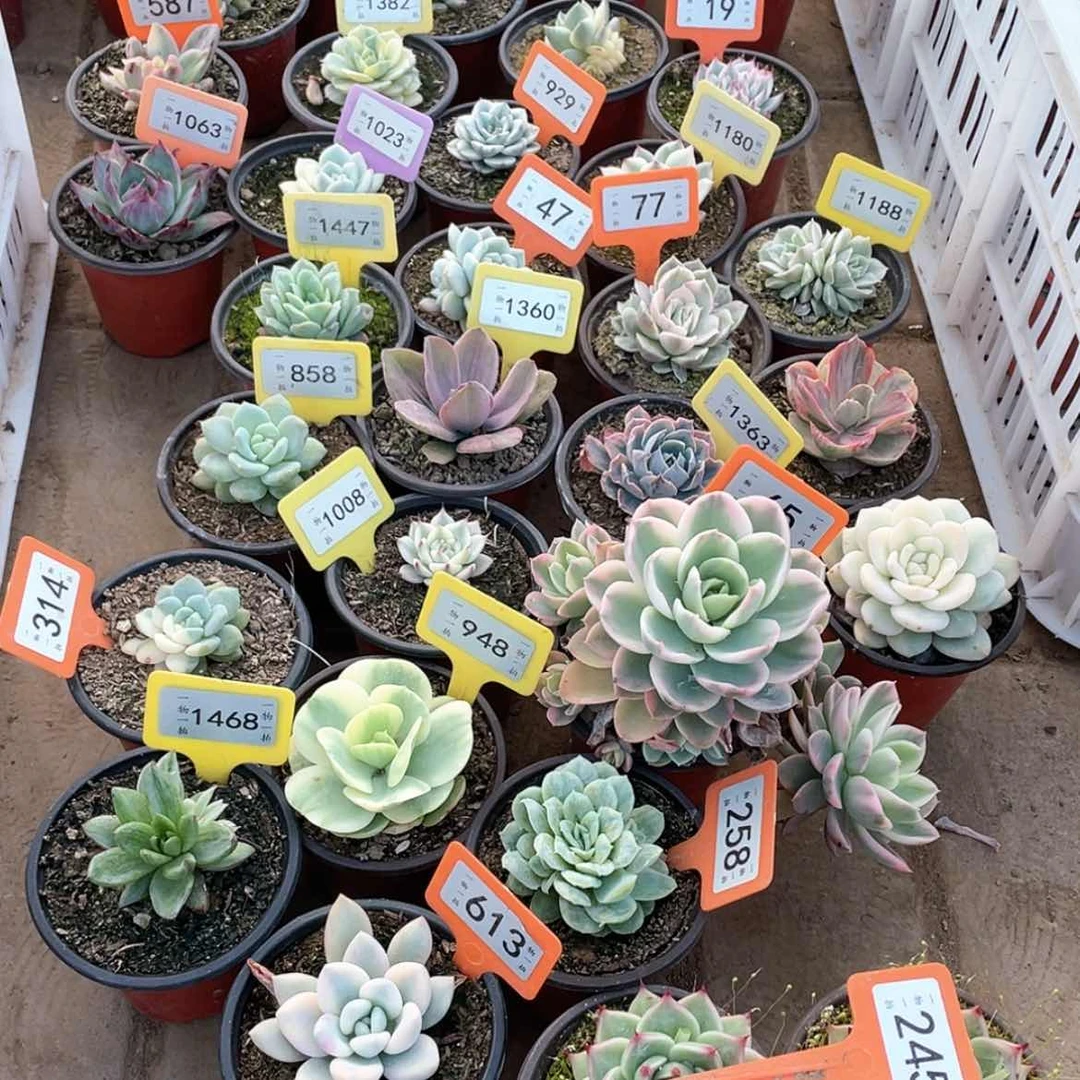【闪购商品】彩245号两颗一组