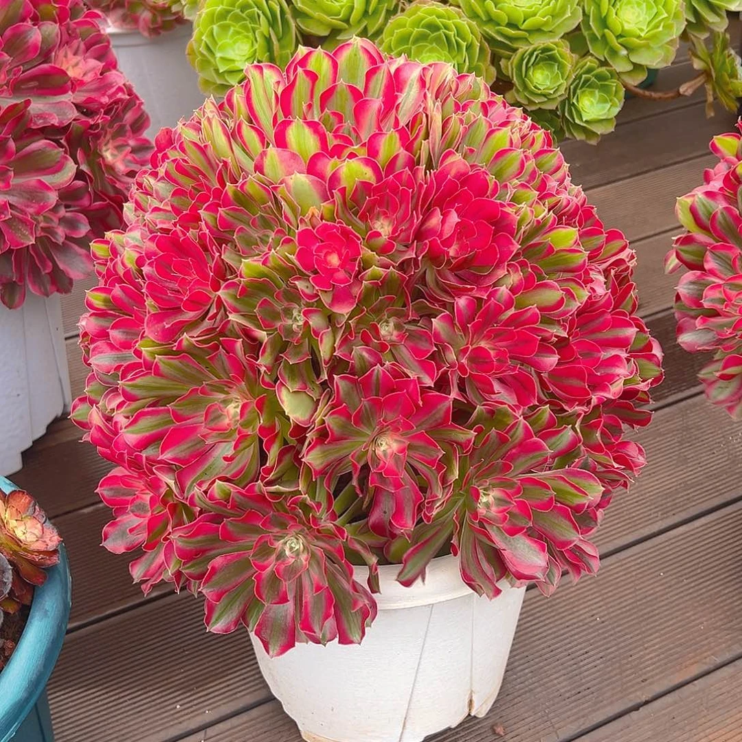 点***。111111111111111111