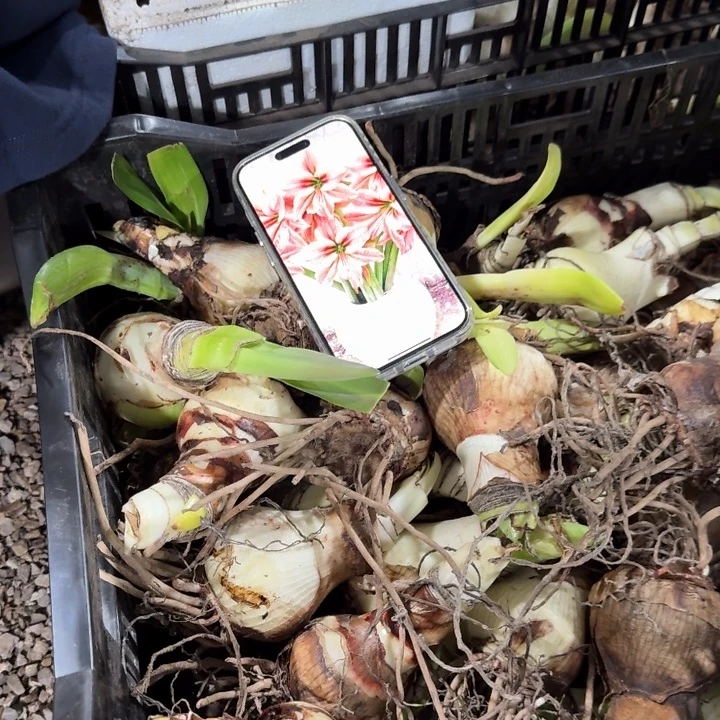 异域之星烂心烂根盘无售后