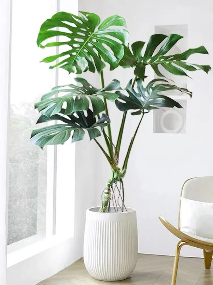 落地款老桩独杆龟背客厅大盆栽大叶开背老桩懒人好养植物