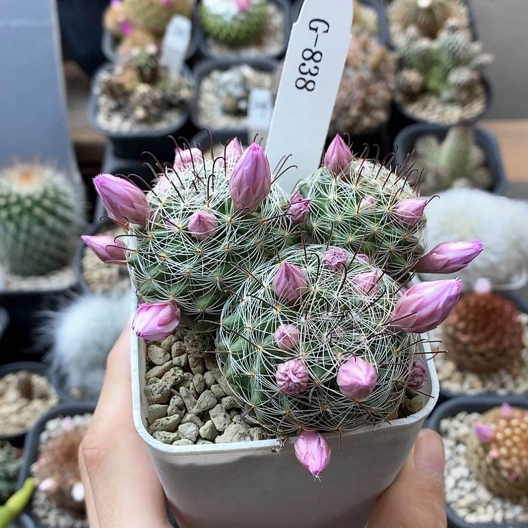 G838花油专拍仙人球开花