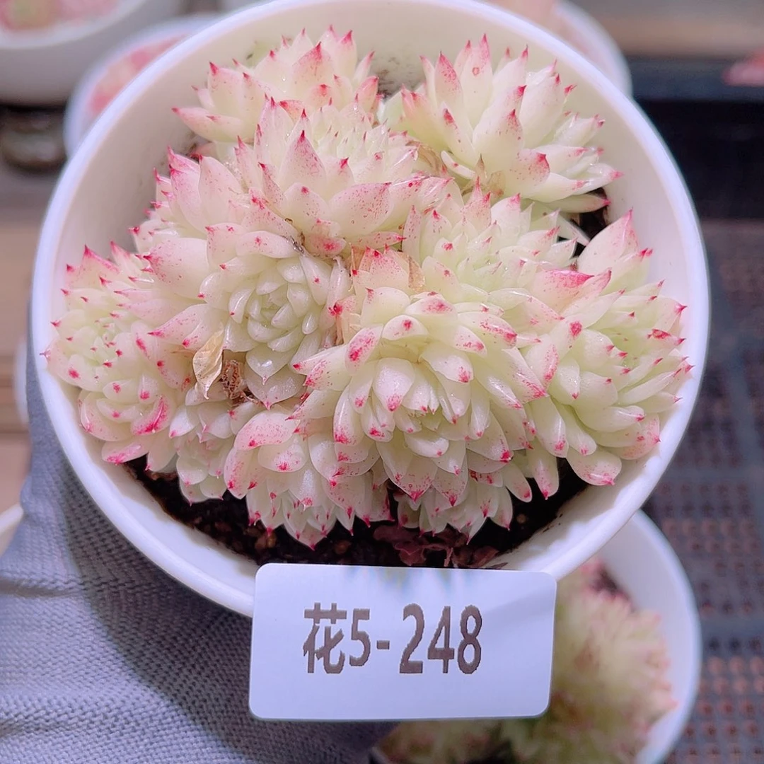 花05-248麦秆群生