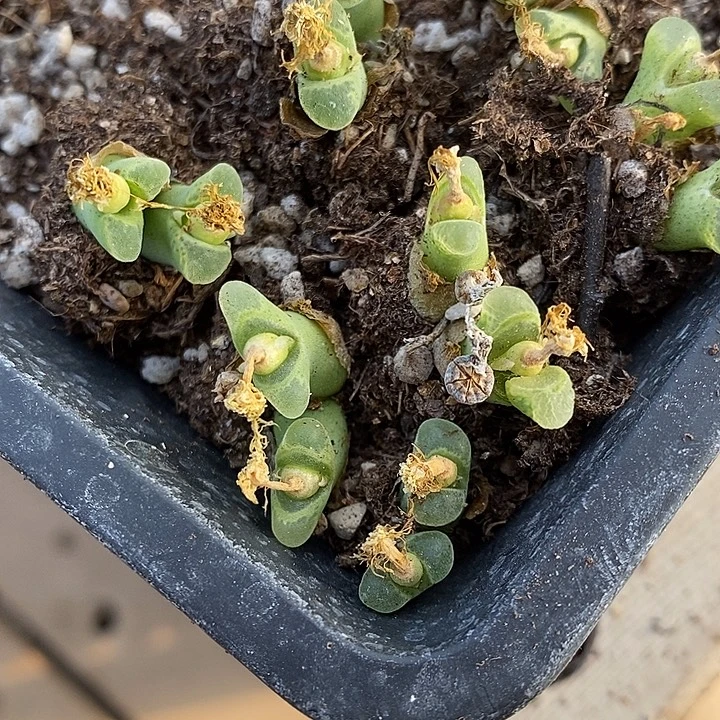 双头奶瓶风铃一颗。