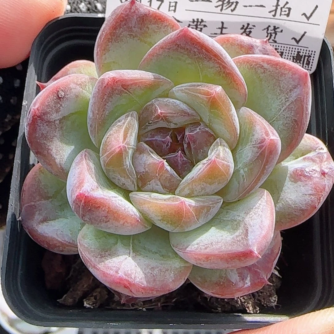 多肉0917--215糖心