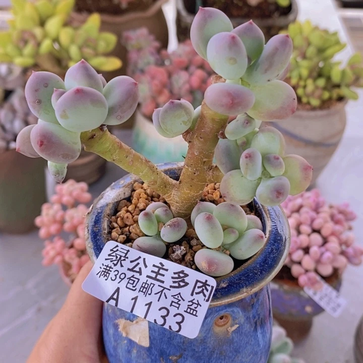 苹果奶7cm1133多肉植物