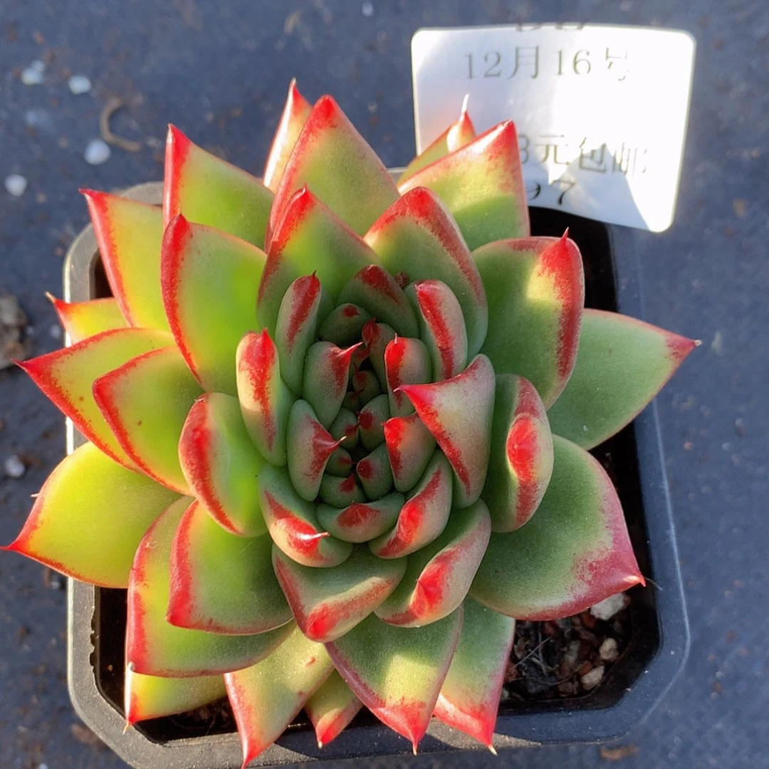 【闪购商品】云97号