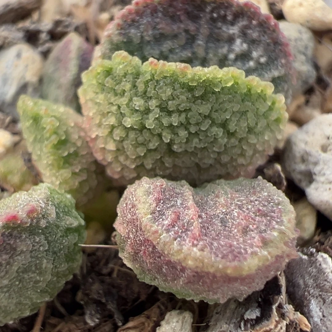 实生新品多肉植物水泡多肉植物