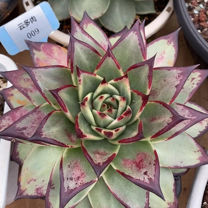 D009- 直播福利 乌木