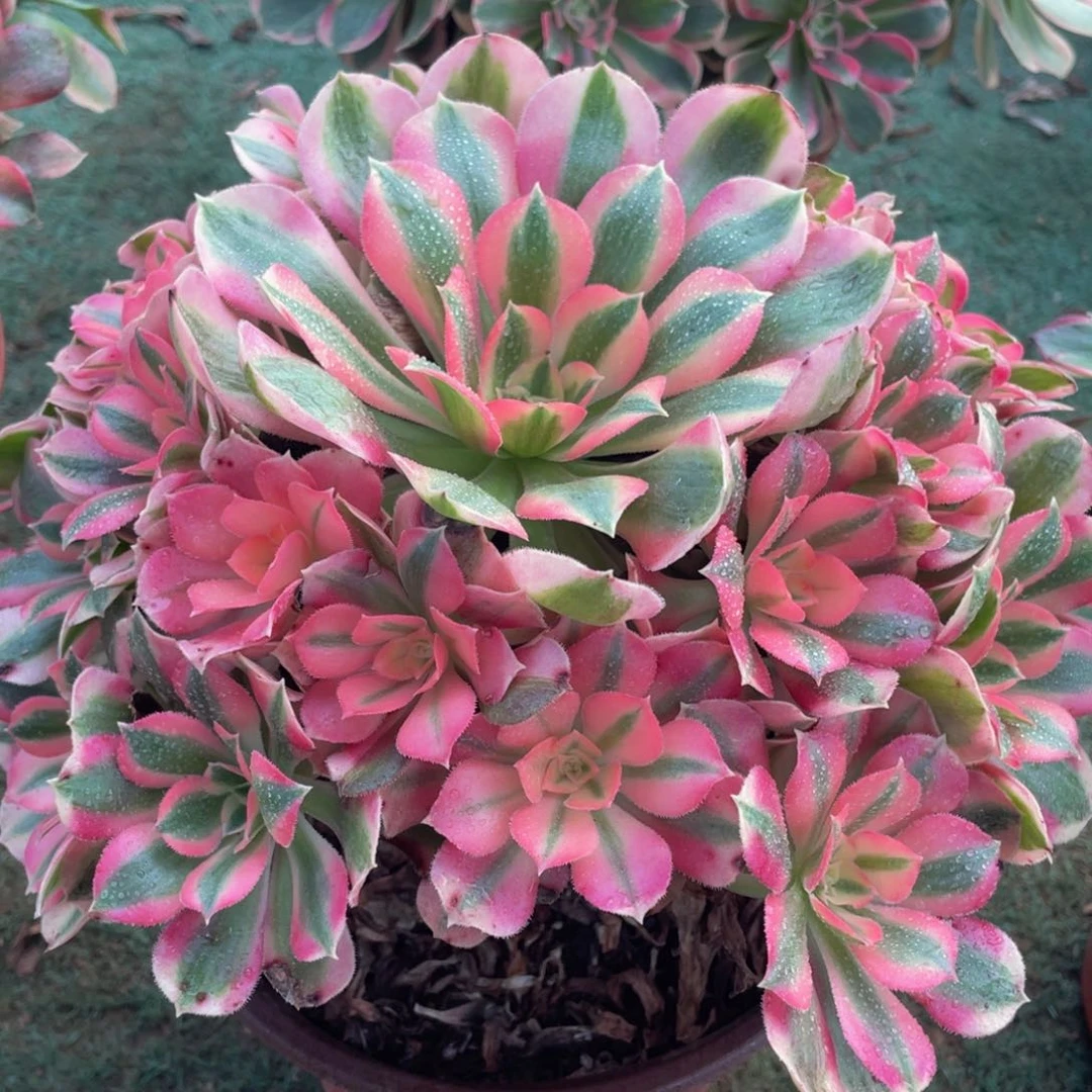 782粉女巫精品法师老桩