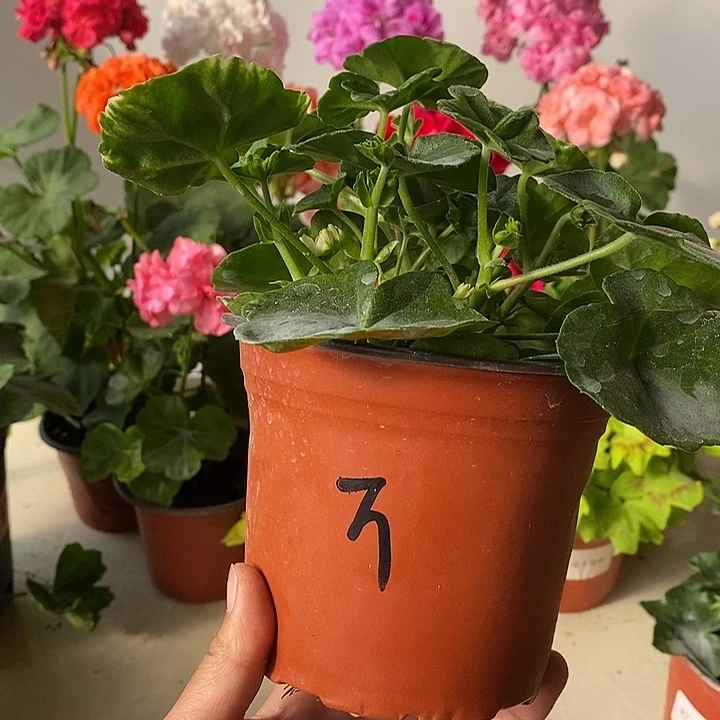 当前无花栽培后可以开花垂万卡罗琳娜