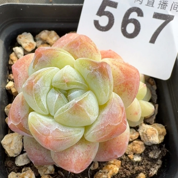樱花冰玉            多肉植物