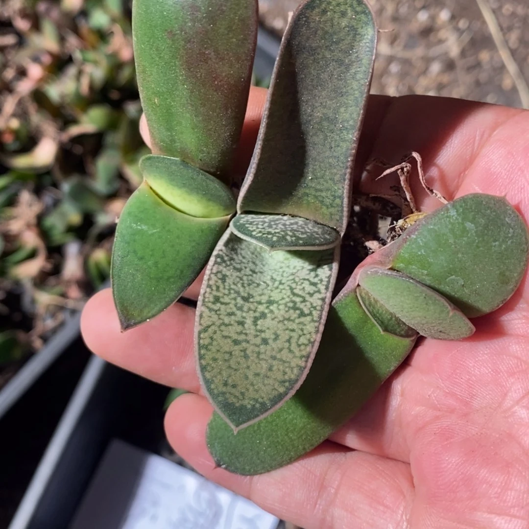 2515 一颗实生小卧牛 超级福利