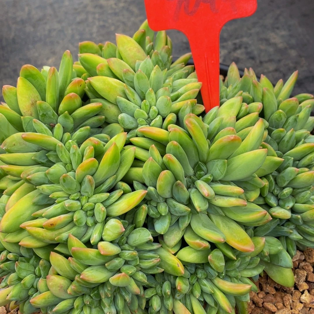那***事9044上午多肉植物