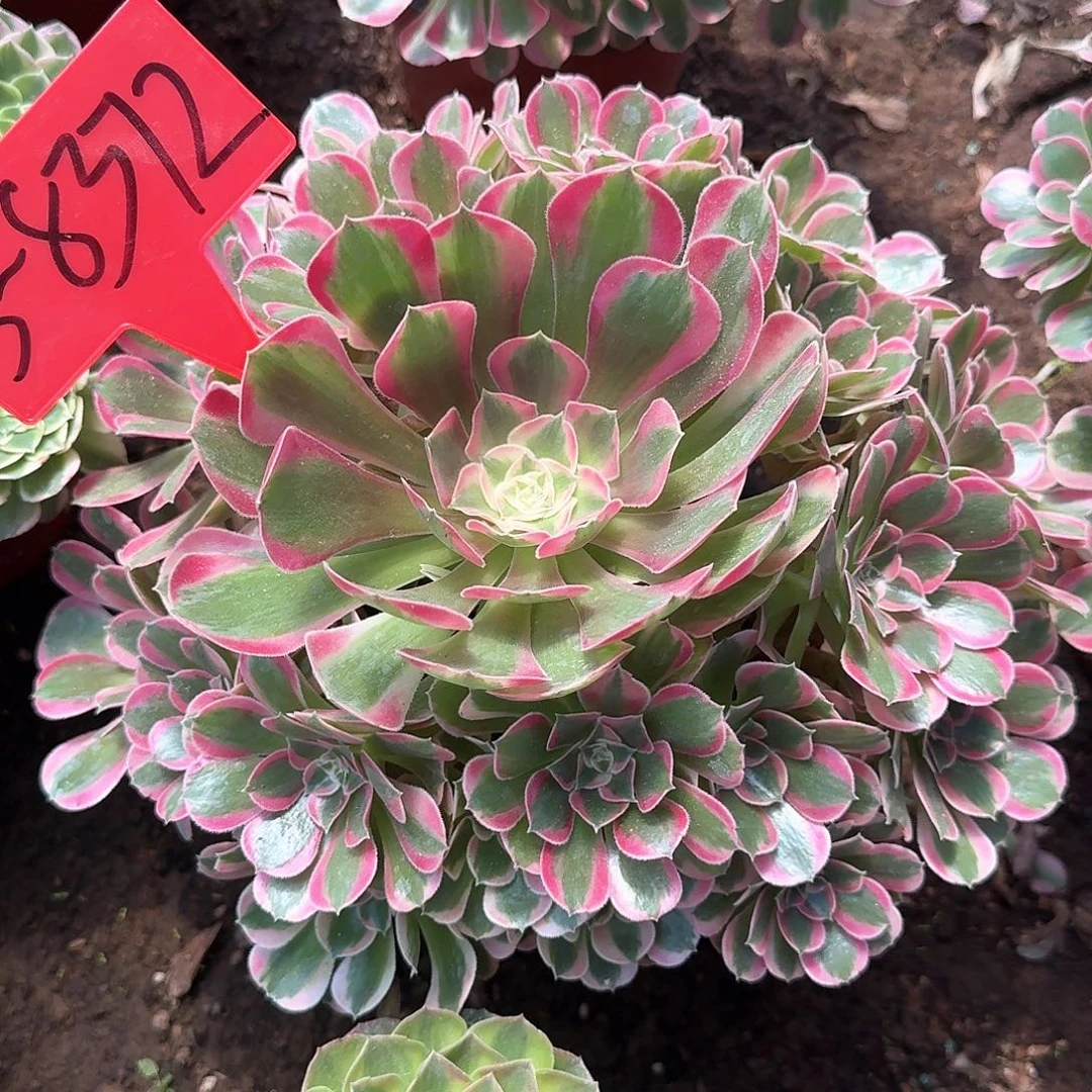 3-8372粉女郎多肉法师