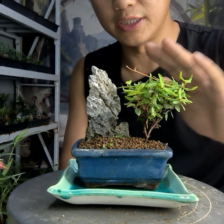 ?**y中青园艺一物一拍113