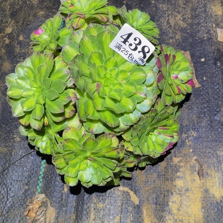 知否多肉多肉植物439