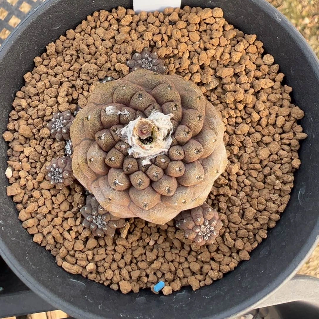 516实生根you仙人多肉植物带盆土实生根