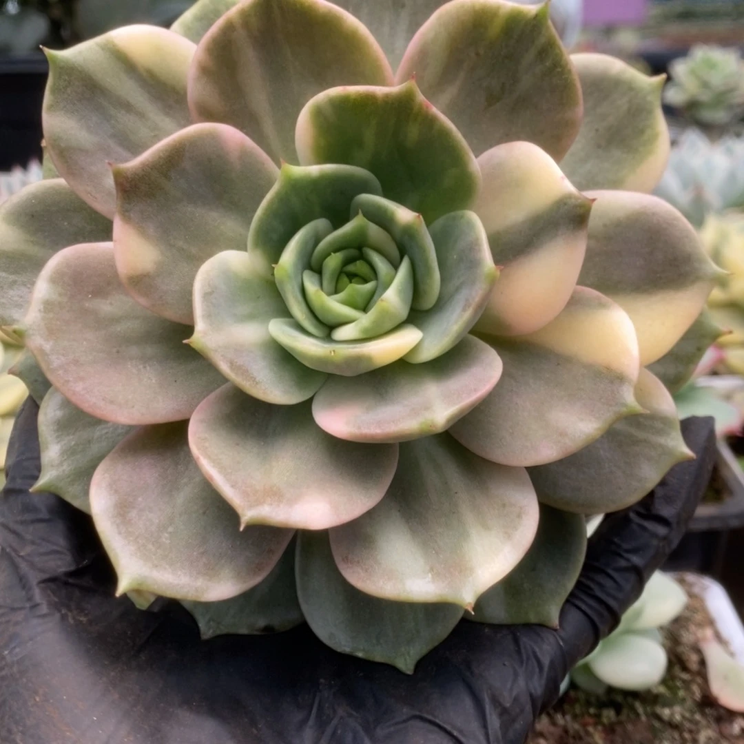 358贝加尔湖锦锦锦锦锦锦