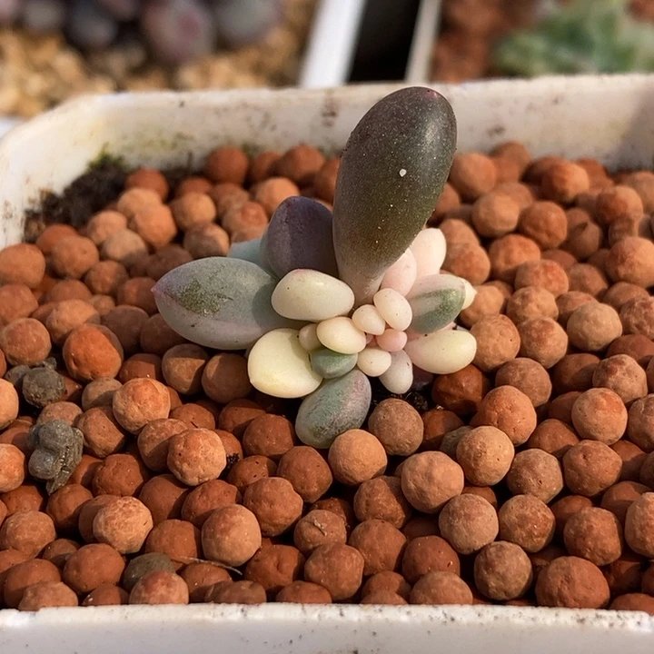 兜****এM美人杂交新品锦多肉