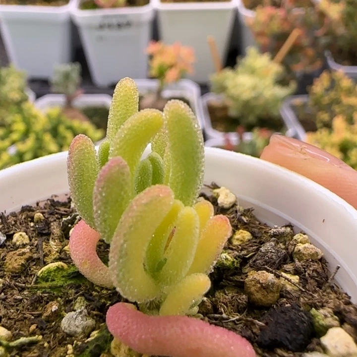 170-双色钻石黄锦植物枝干