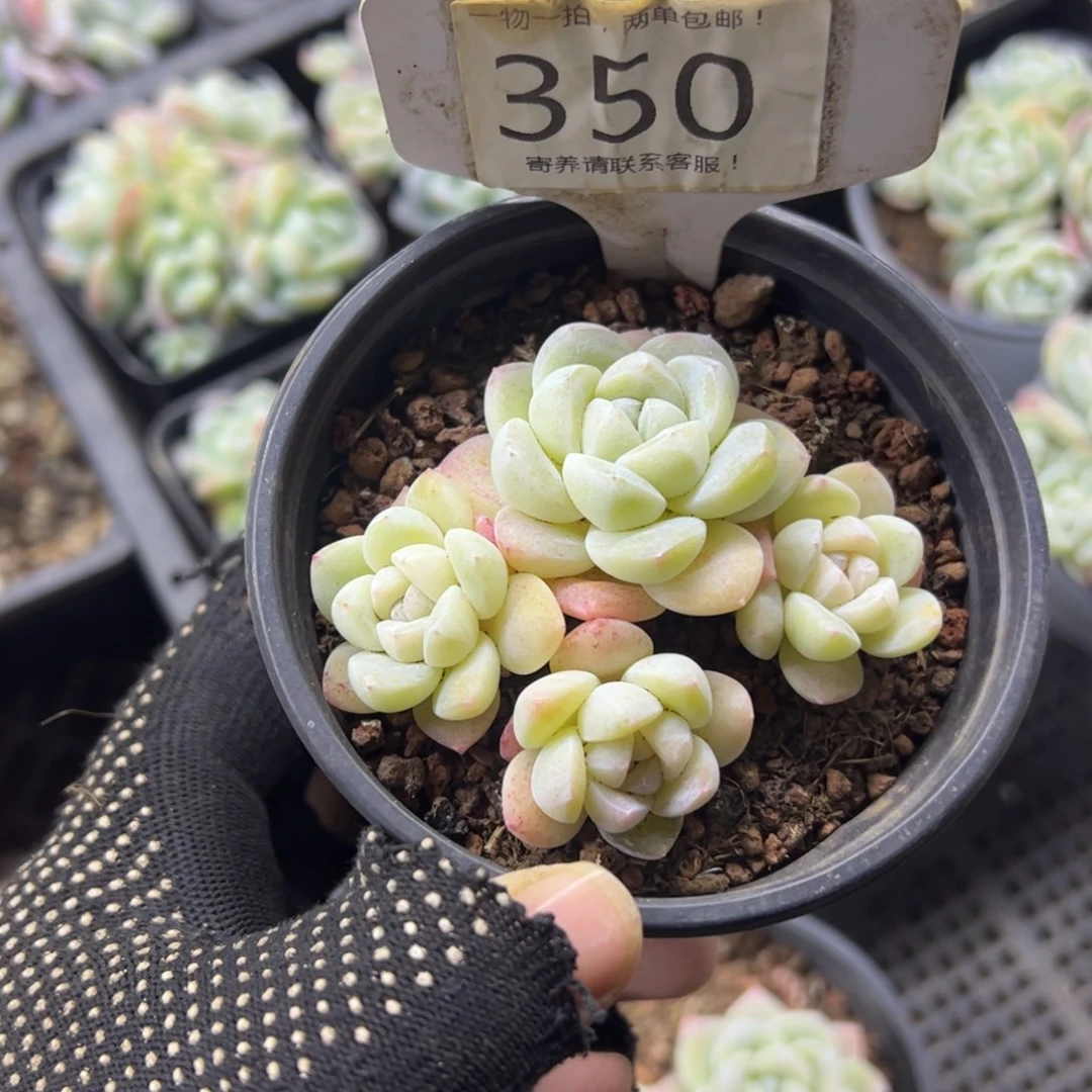 红陶霖*月350号多肉植物