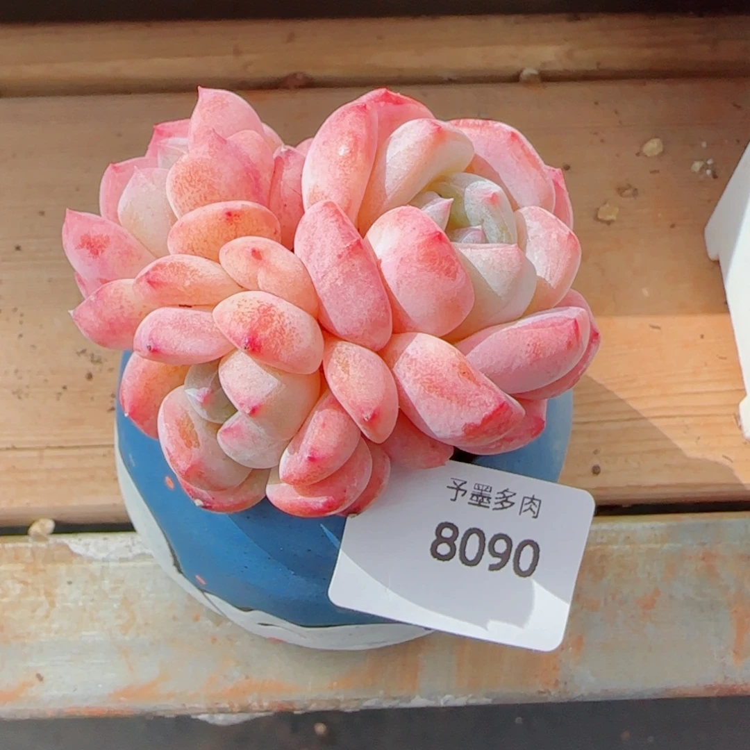 桃夭，8090多肉植物