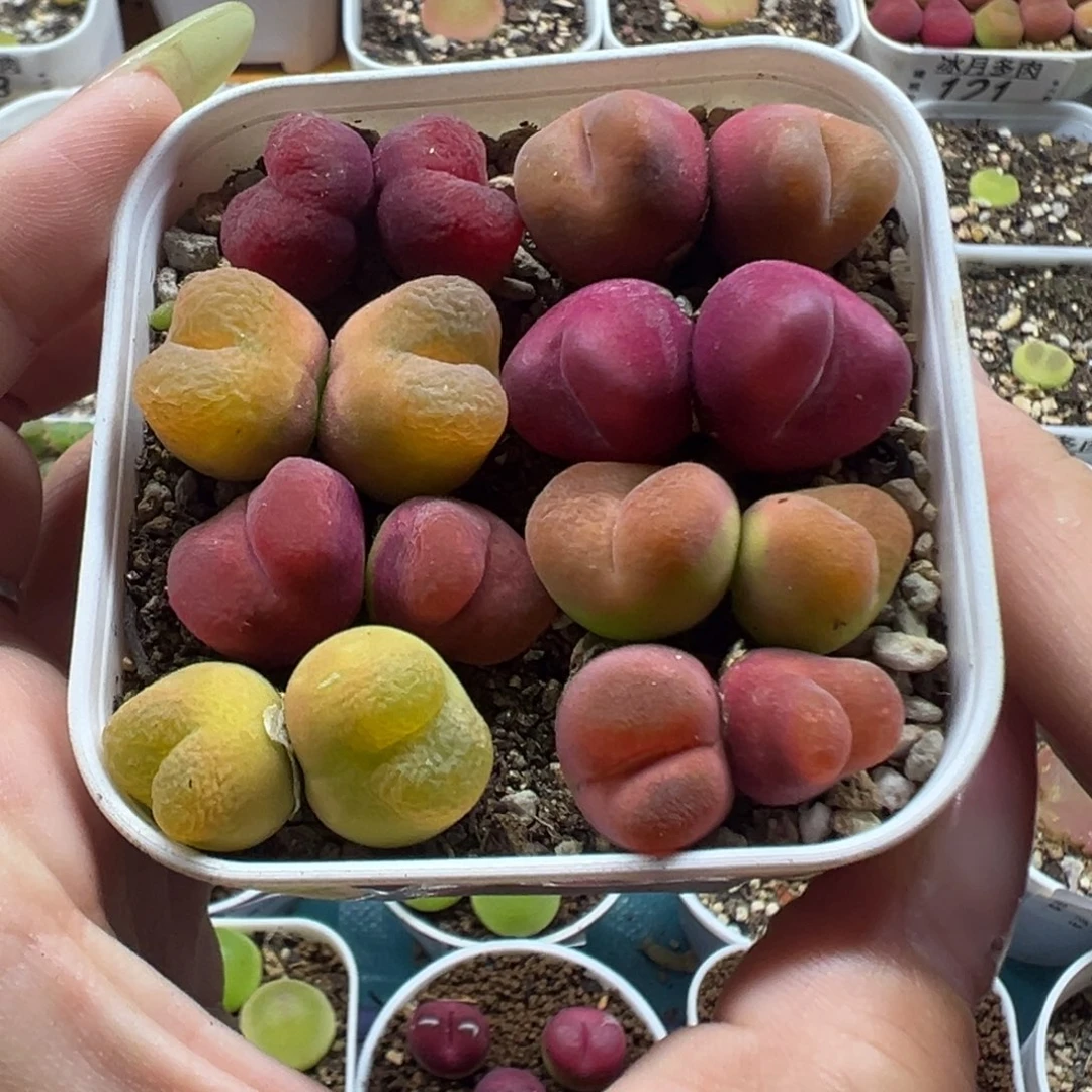 118双头毛汉尼裸根