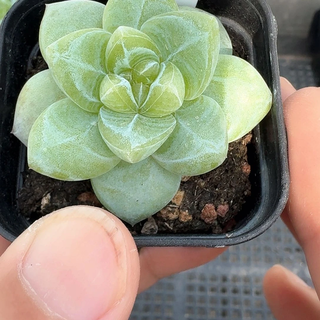 6号绿体珍妮多肉单头