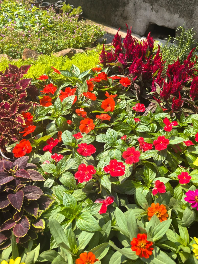 超级凤仙花盆栽桑蓓斯带花室外阳台耐雨淋花卉花镜四季开花耐热