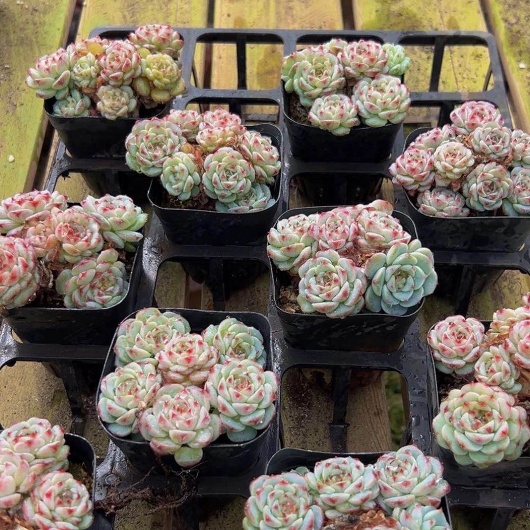 319的责编是什么鬼东西