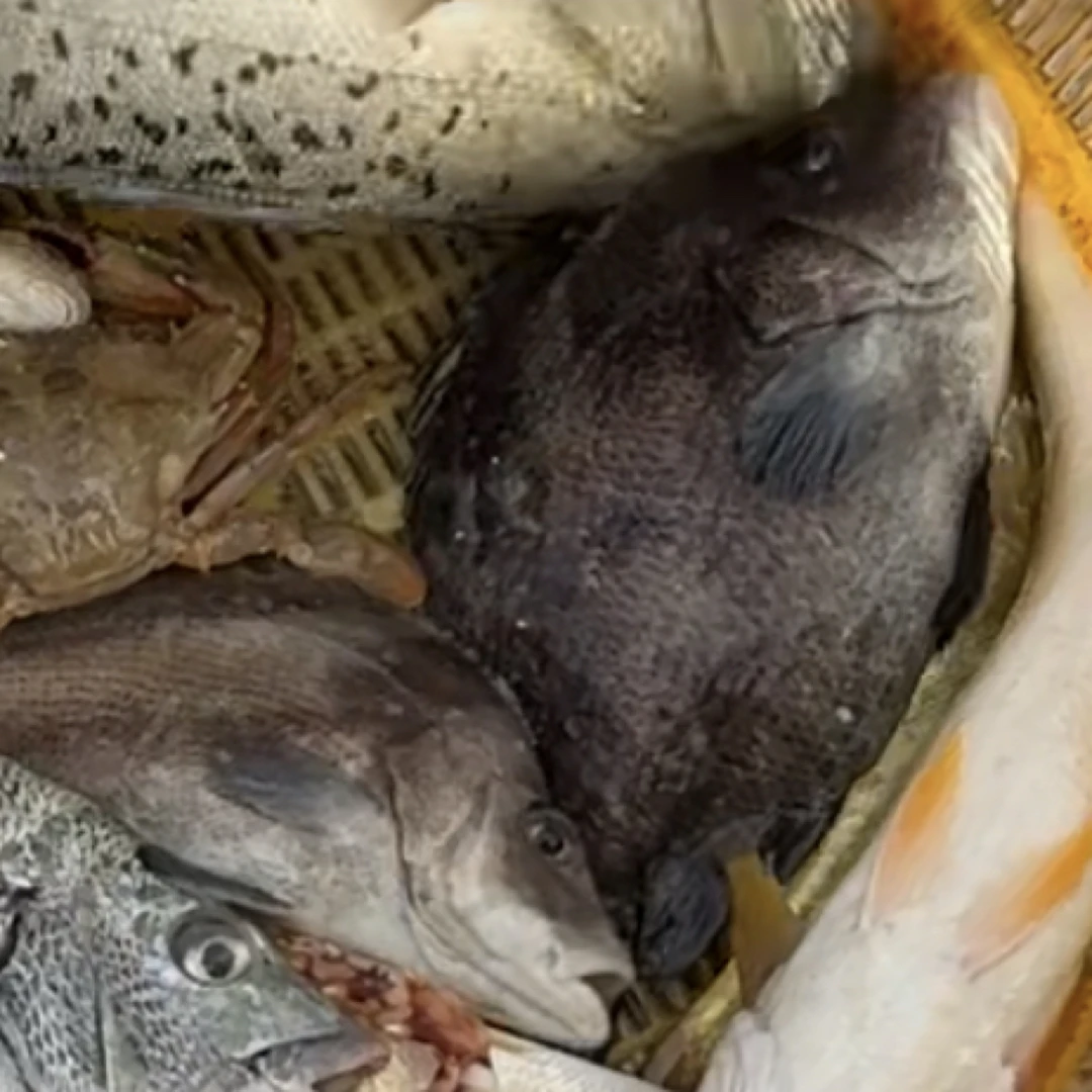 【航记海货】东海野生包公鱼红烧清蒸炖汤强烈推荐
