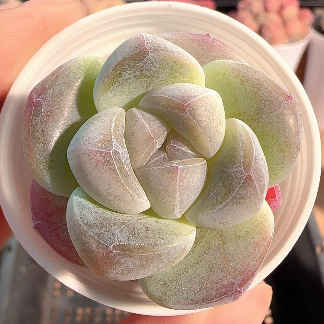 多肉1214-148冰玉