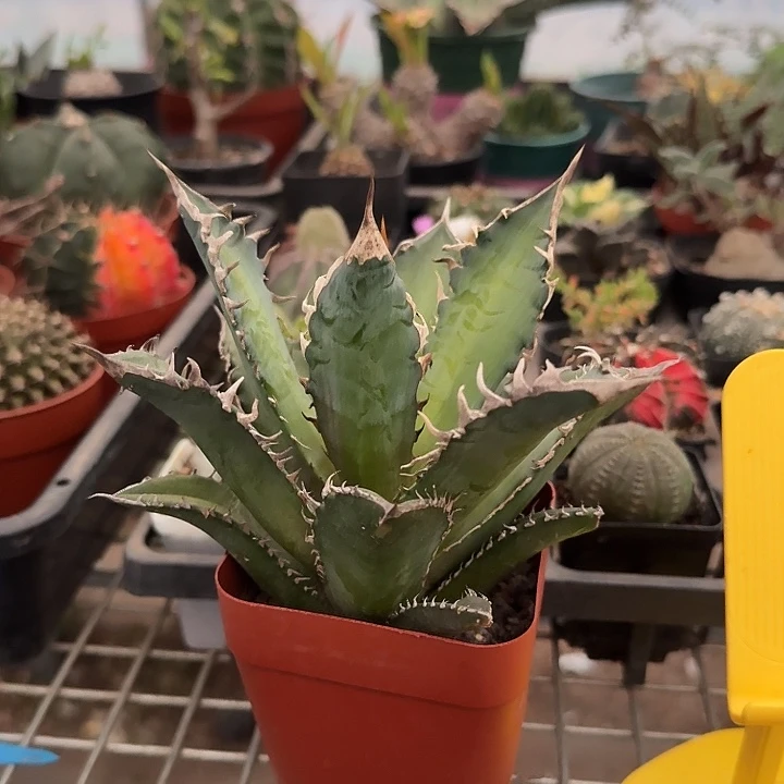 红猫仁王冠13龙舌兰