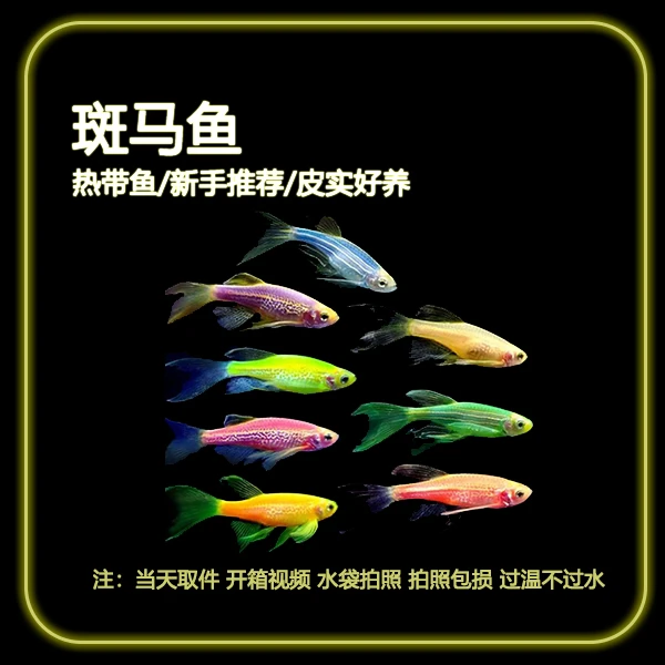 【蝶翼斑马】小型观赏鱼群游鱼热带鱼 新手耐养不挑食