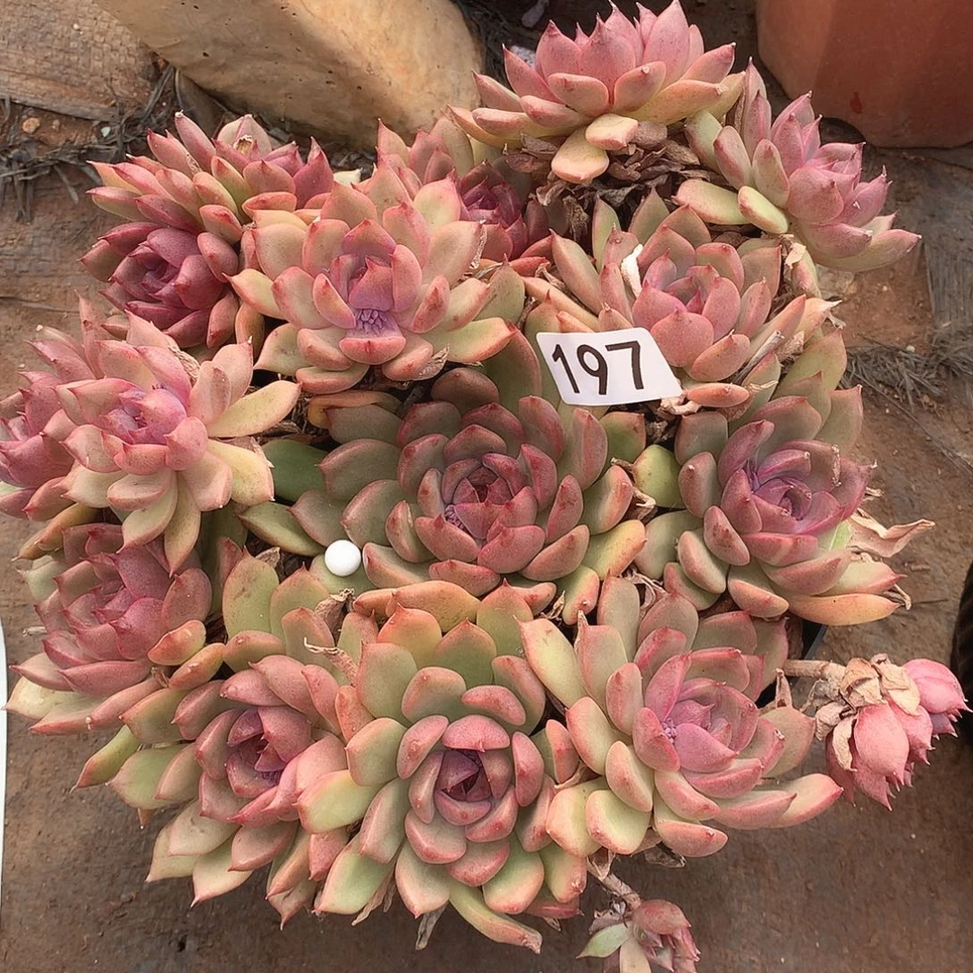 197水晶一物一拍多肉