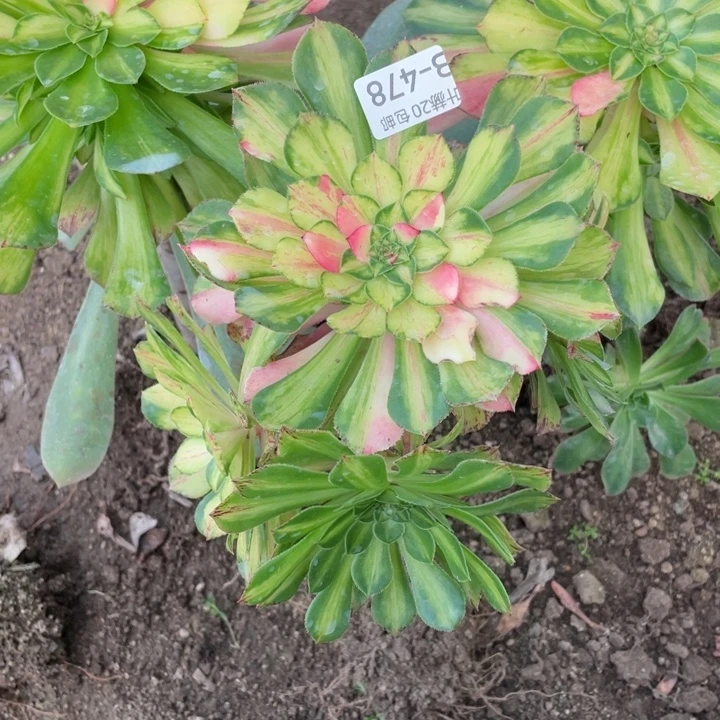 478知否嫁接多肉1245578