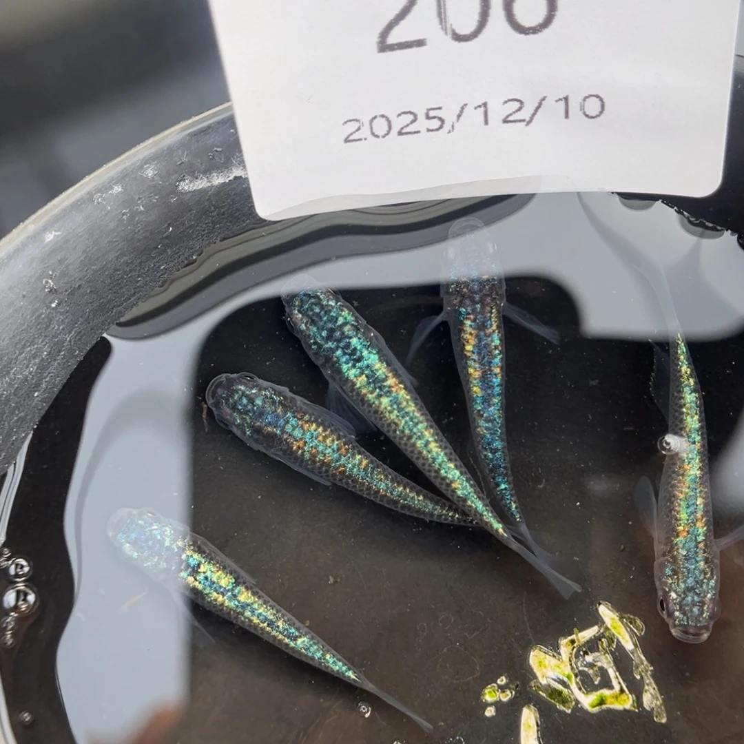 青鳉鱼206海王星无背鳍五尾